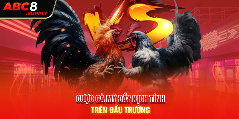 Cược gà Mỹ đầy kịch tính trên đấu trường